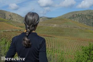 Douro Valley landscape with vineyards