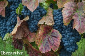 Douro Valley landscape with grapes