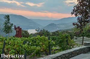 Douro Valley landscape with vineyards